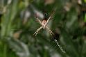 Argiope_ZZXYX_D5259_Z_88_Alexandra hills Brisbane_Australie